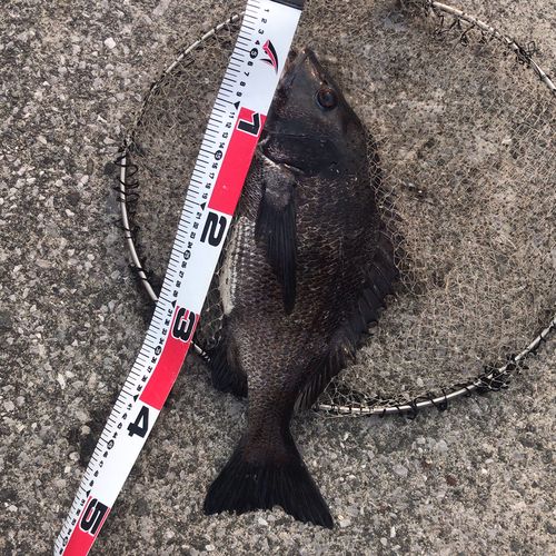 チヌの釣果