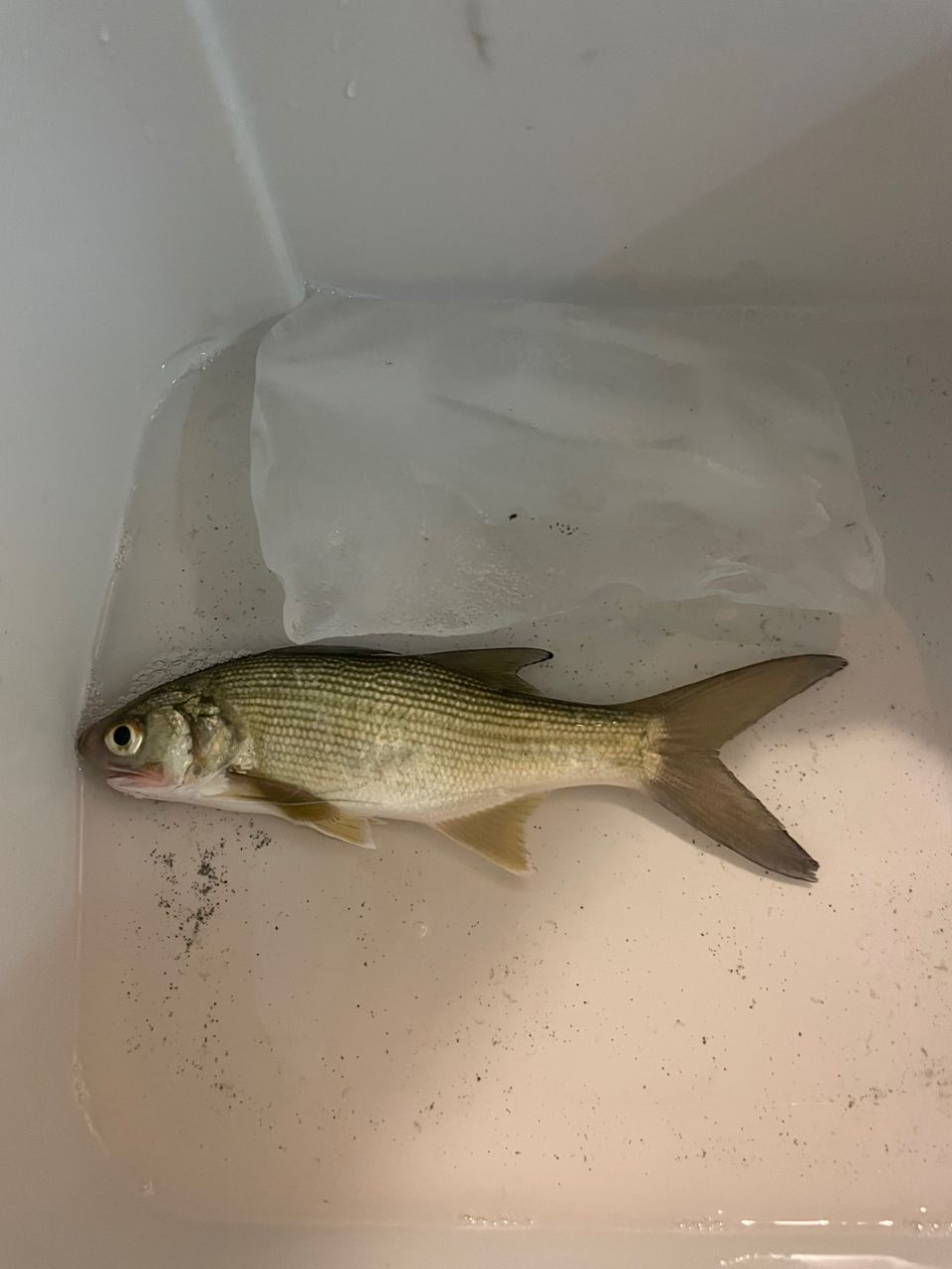 ツバメコノシロ