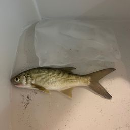 ツバメコノシロ