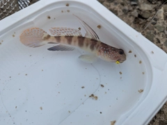 イトヒキハゼの釣果