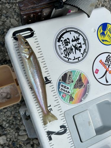 キスの釣果