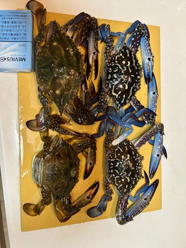 ガザミの釣果
