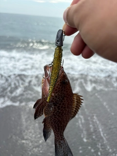オオモンハタの釣果