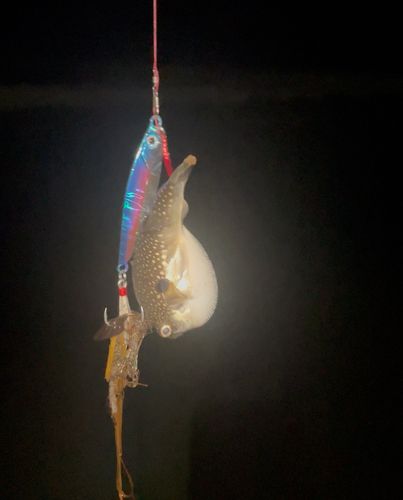 クサフグの釣果