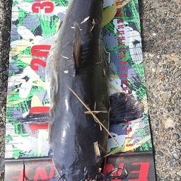 アメリカンキャットフィッシュ