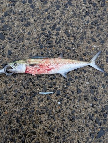 サゴシの釣果