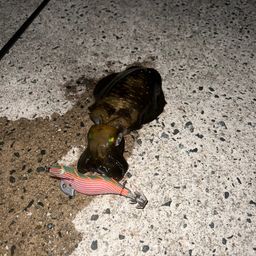 アオリイカ