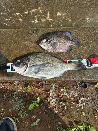 クロダイの釣果