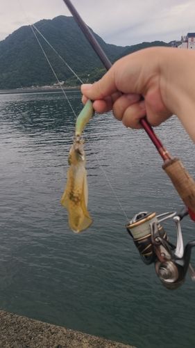 別府湾