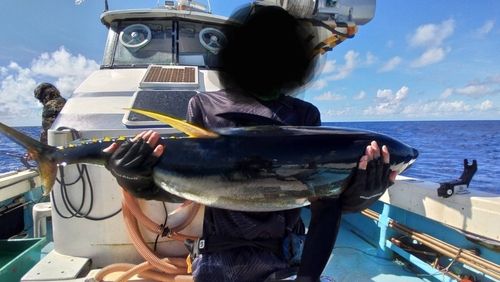 キハダマグロの釣果
