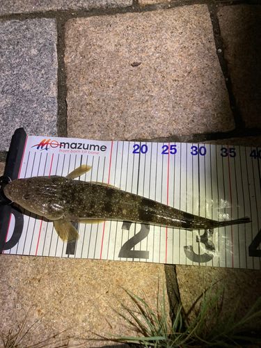 マゴチの釣果