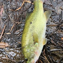 ラージマウスバス