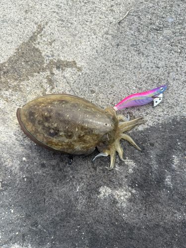 アオリイカの釣果