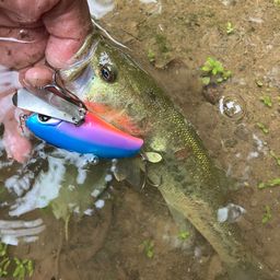 ラージマウスバス