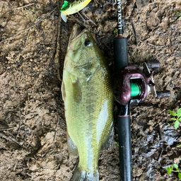 ラージマウスバス