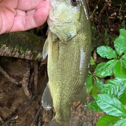 ラージマウスバス