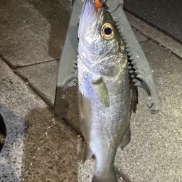 セイゴ(タイリクスズキ)