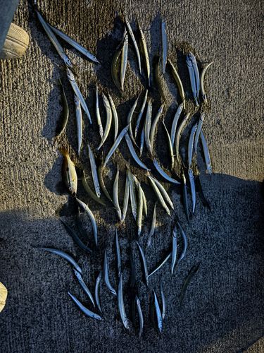 サヨリの釣果