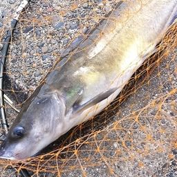 アメリカンキャットフィッシュ