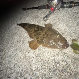 マゴチ
