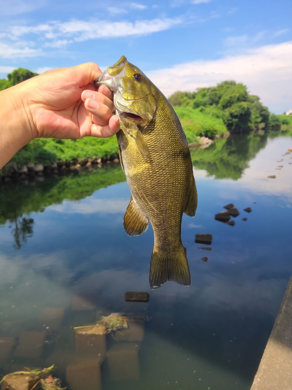 スモールマウスバス