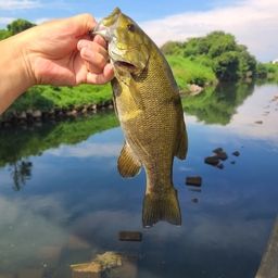 スモールマウスバス