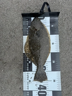 ソゲの釣果