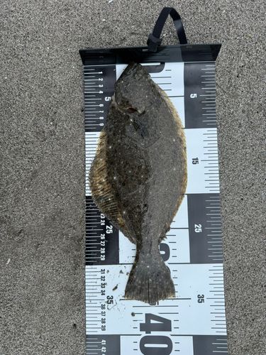 ソゲの釣果