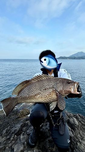 オオモンハタの釣果