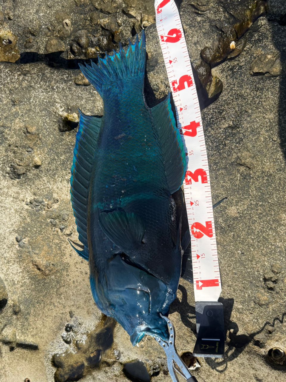 SHIMANO ボトムキング T500の最安値・インプレ・釣果 | 本音の口コミが