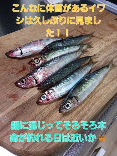 イワシの釣果