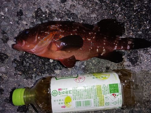 キジハタの釣果