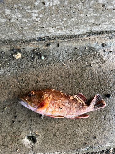 カサゴの釣果