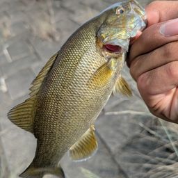 スモールマウスバス