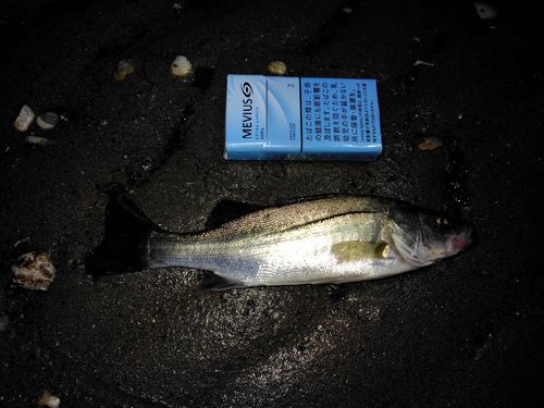 セイゴ（マルスズキ）の釣果