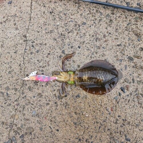 アオリイカの釣果