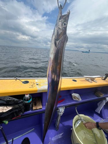 タチウオの釣果