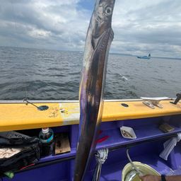 タチウオ
