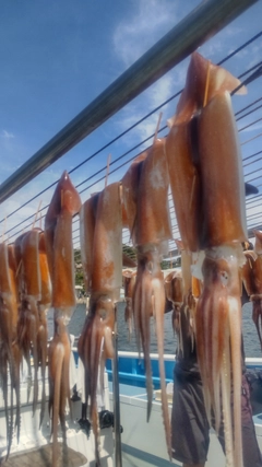 スルメイカの釣果