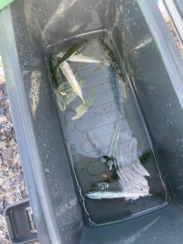 サバの釣果