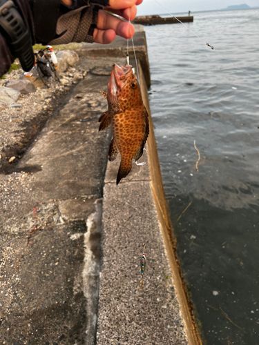 オオモンハタの釣果