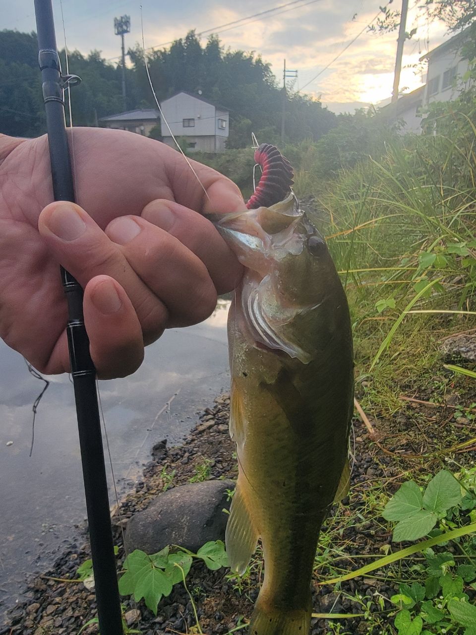 限定値下げ中 バスフィールド2本セット BSFC-662M BSFC-622UL 限定値下げ中 バスフィールド2本セット BSFC-662M BSFC-622UL