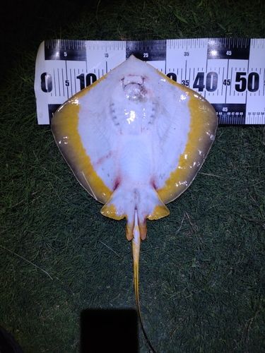 アカエイの釣果
