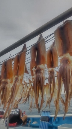 スルメイカの釣果