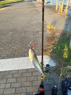 サバの釣果