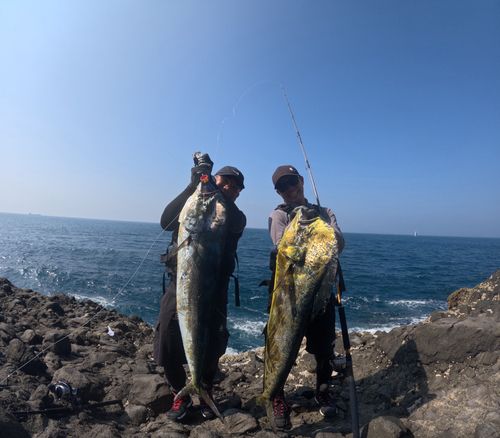 シイラの釣果
