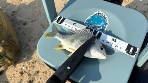 キビレの釣果
