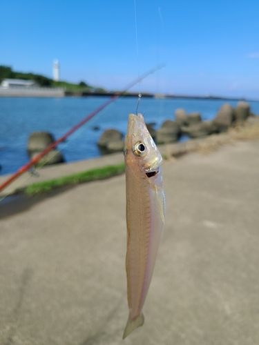梯川河口