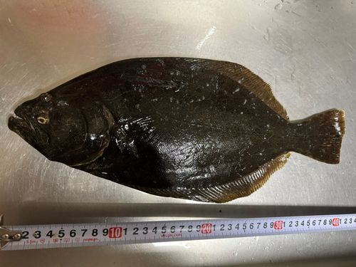 ヒラメの釣果