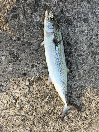 サゴシの釣果